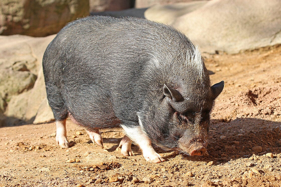 Vietnamese Pot-Bellied Pigs: Meet them at Zoo Leipzig!