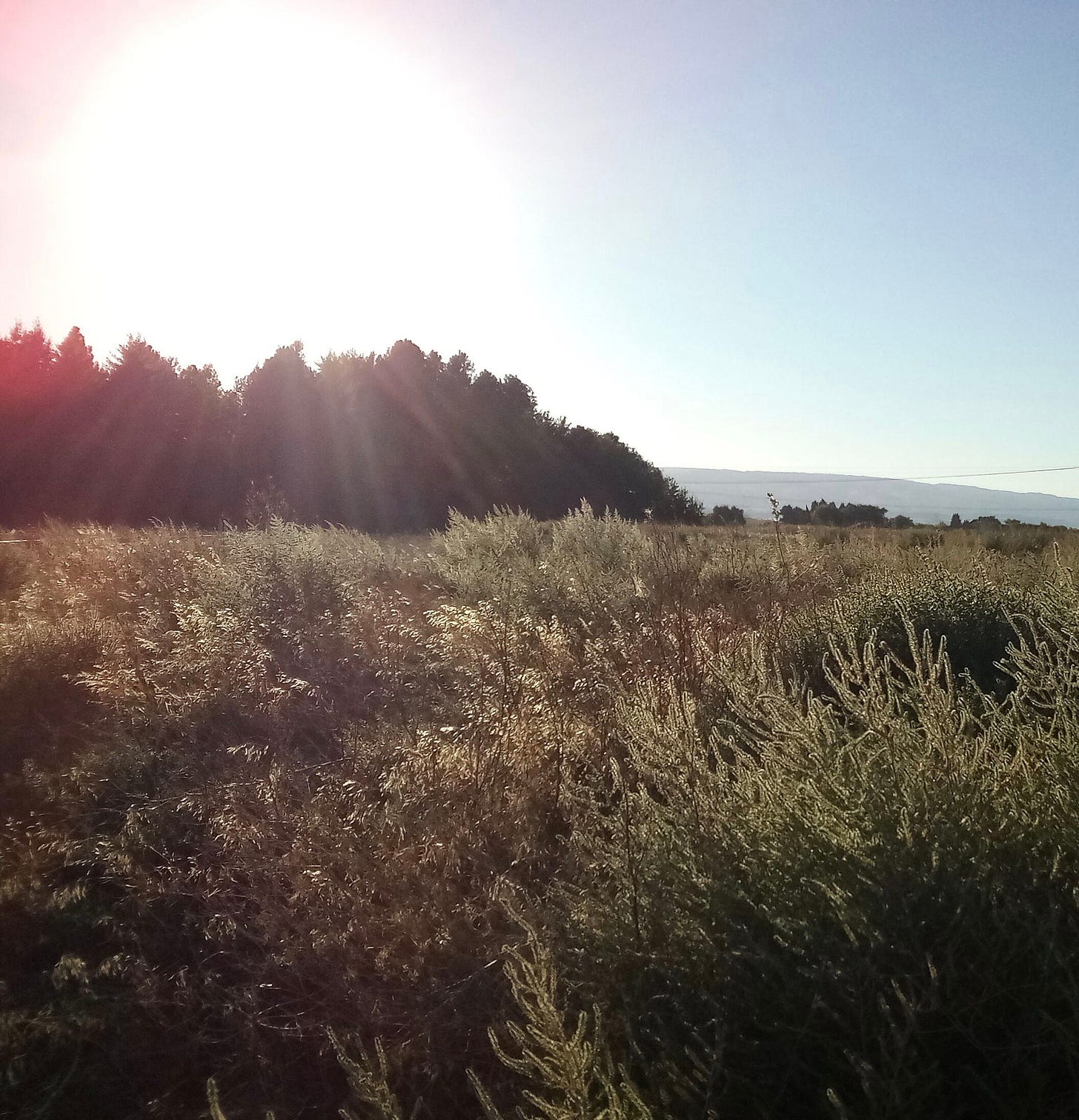 Sun shining over dry field