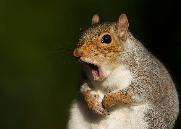 Grey squirrel yawning Grey squirrel yawning surprised squirrel stock pictures, royalty-free photos & images