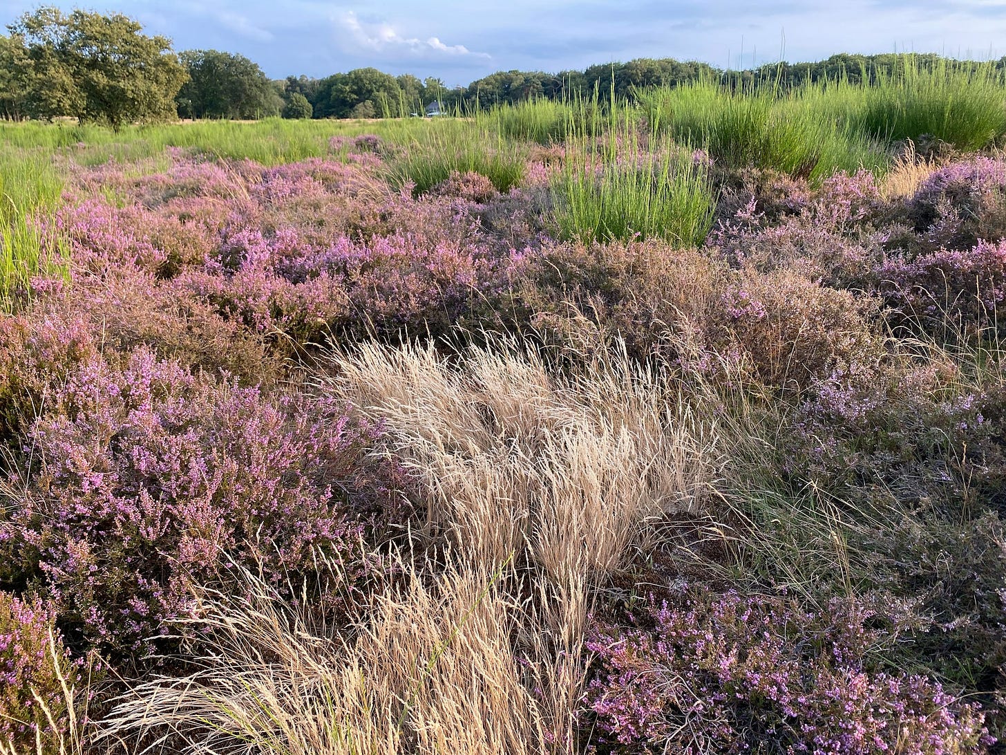 A grassy field with purple flowers and trees in the background A grassy field with purple flowers and trees in the background
