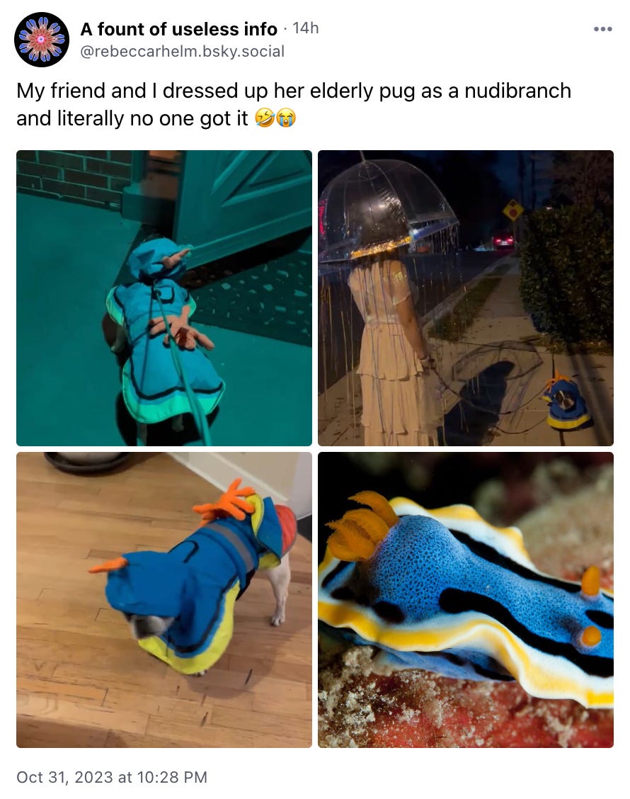 My friend and I dressed up her elderly pug as a nudibranch and literally no one got it