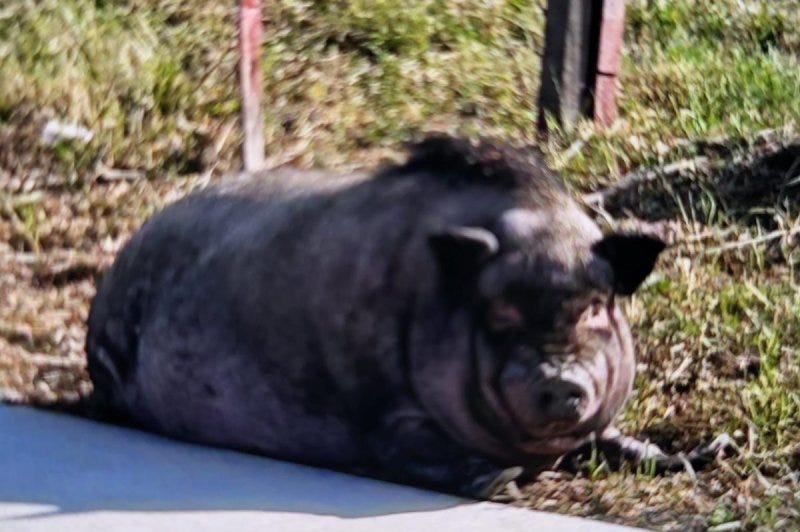 A large pig was found wandering loose on the streets of Franklin, Wis. Photo courtesy of the Franklin Police Department/Facebook