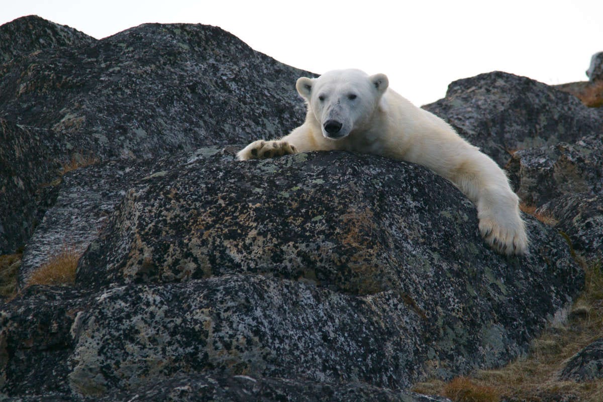 un oso polar sobre una roca en las islas Svalbard en Noruega