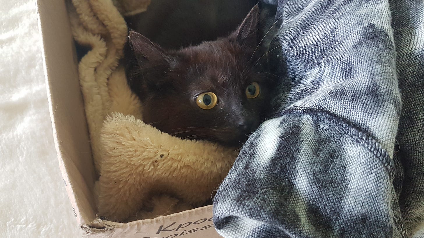 My new adopted black rescue kitten