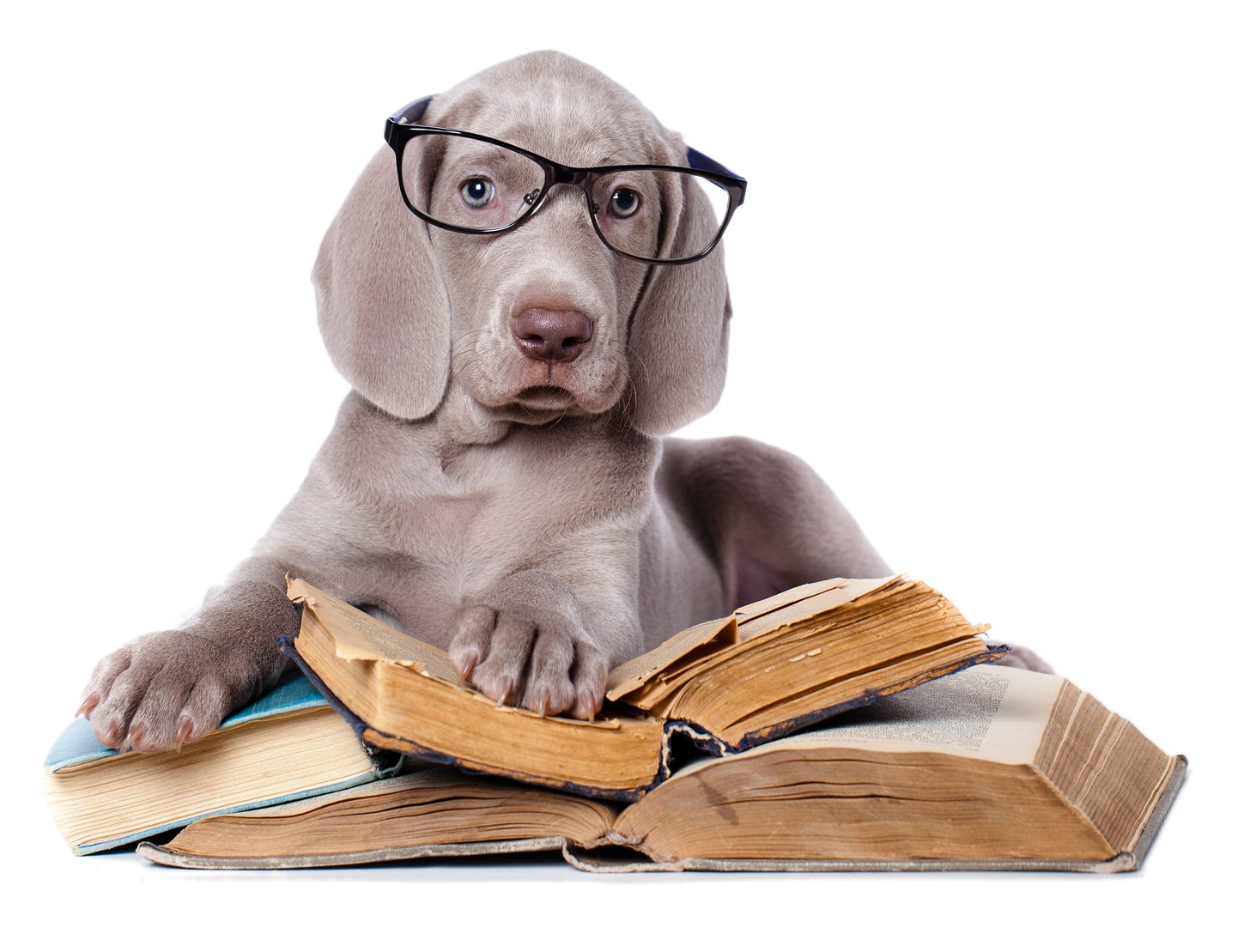 Weimaraner puppy wearing a pair of glasses while laying on top of a stack of books