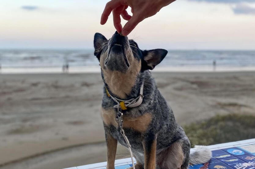 Scout the blue heeler stretches up while in a sit command to take a treat held by her owner's hand above her head