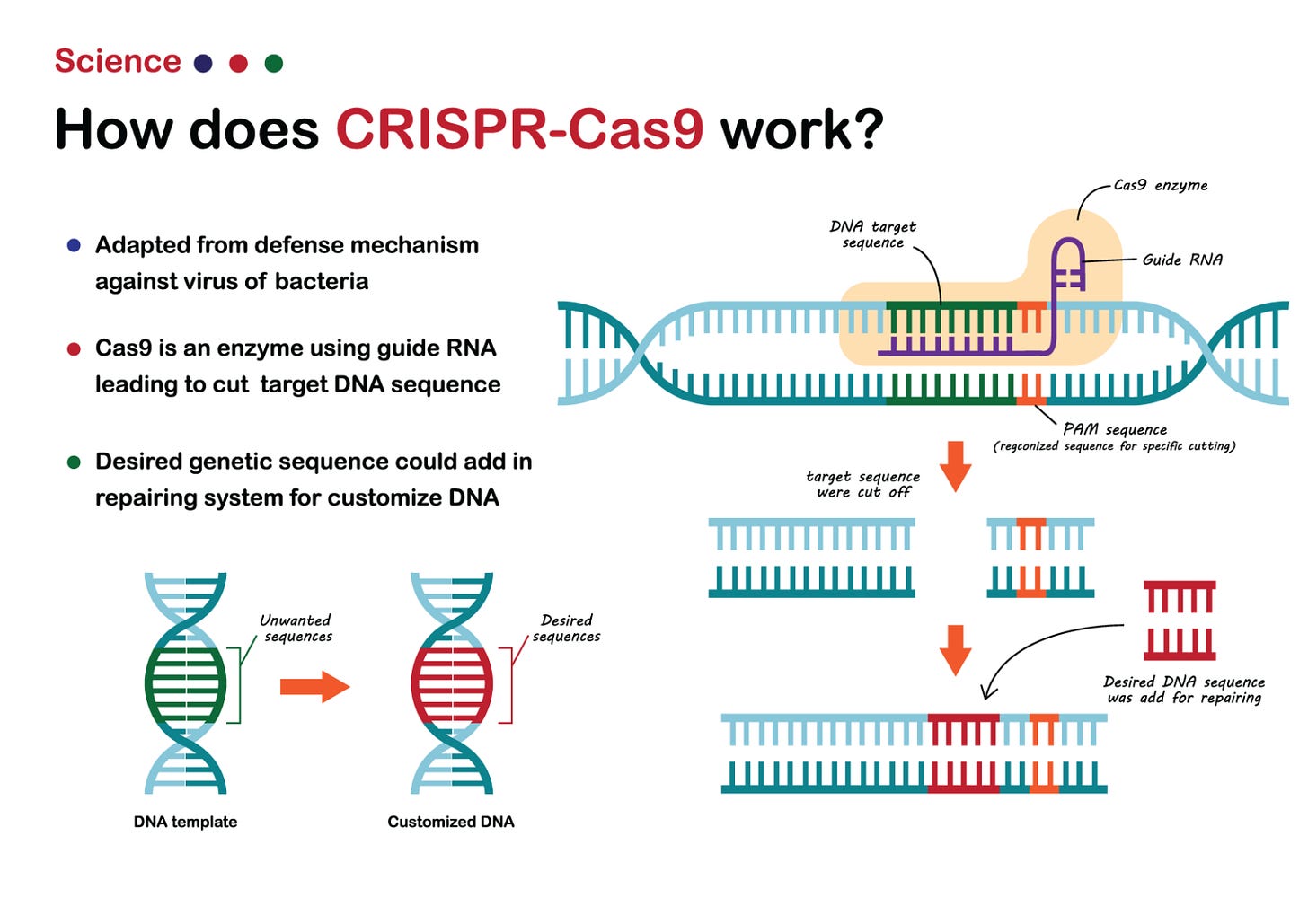 CRISPR Cas9 Diagram