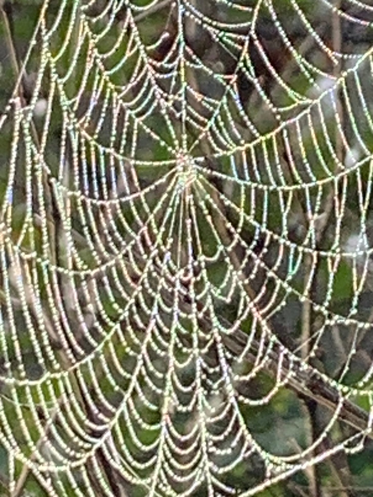 A close up of a spiderweb lined in droplets of dew that look like diamonds