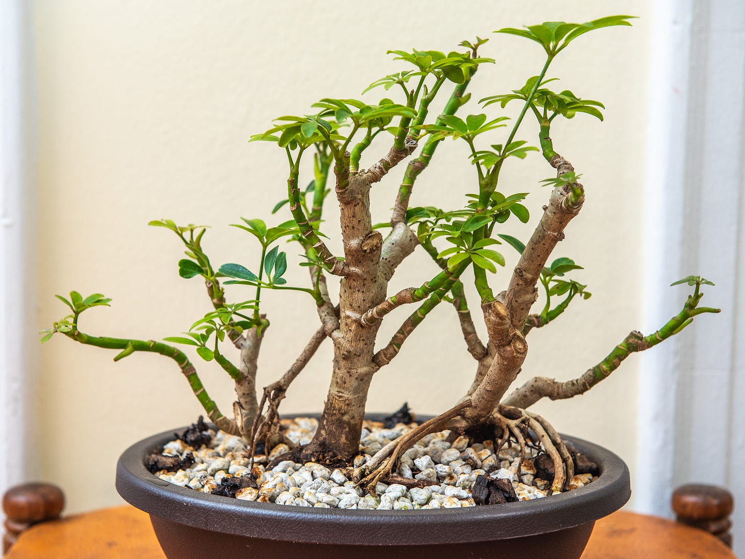 ID: Umbrella tree bonsai