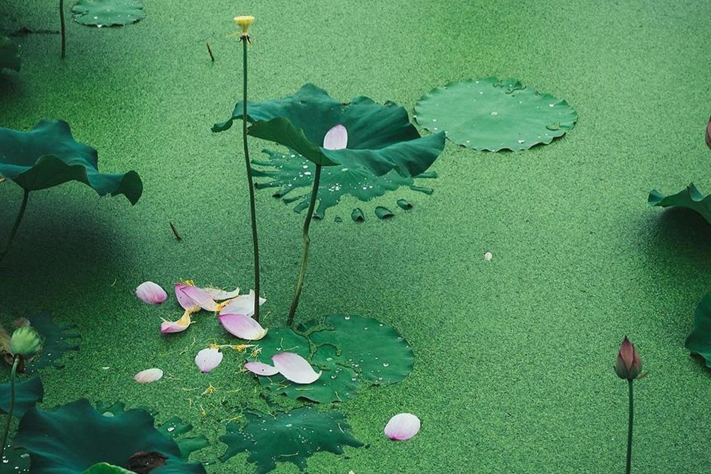 Mother pond offerings