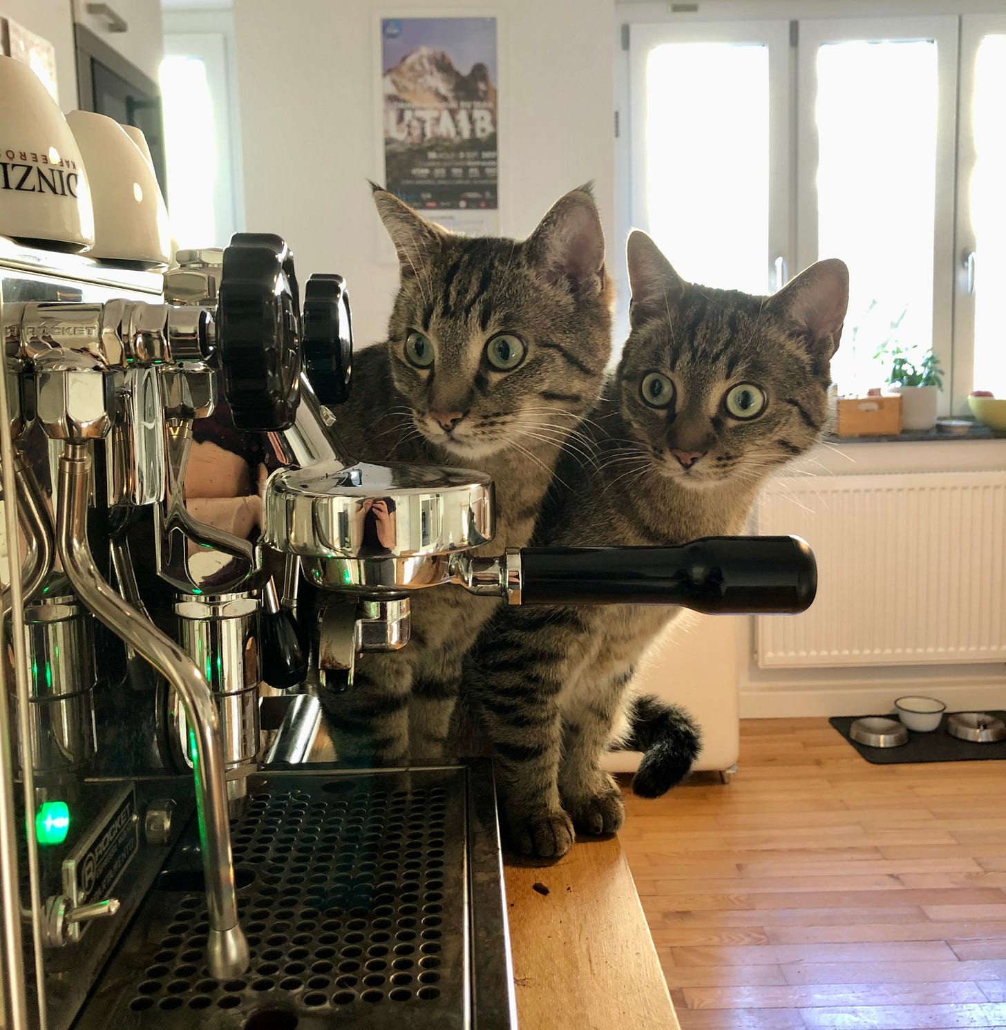 The cats Harry and Toto in front of a coffee maker