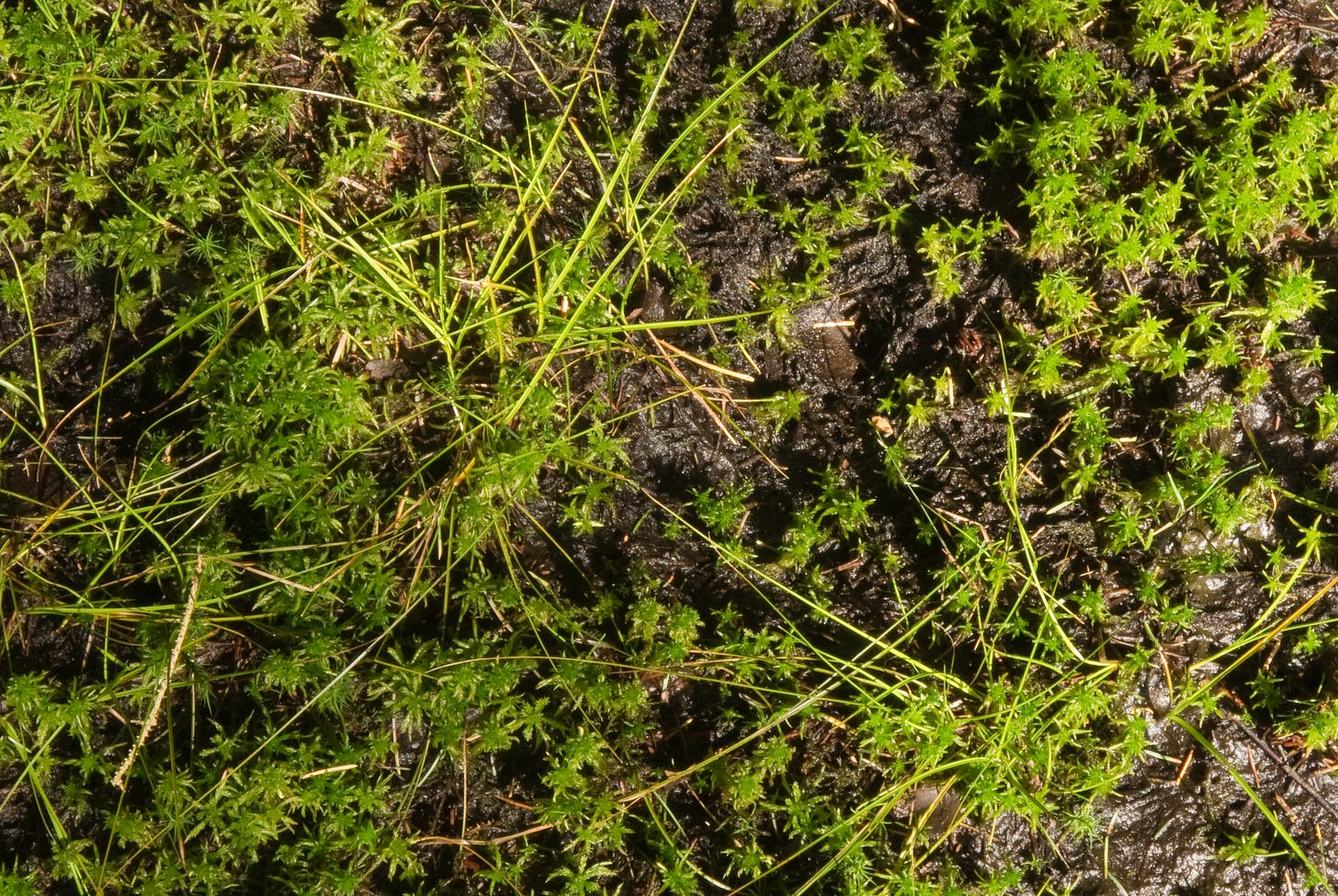 Sphagnum moss