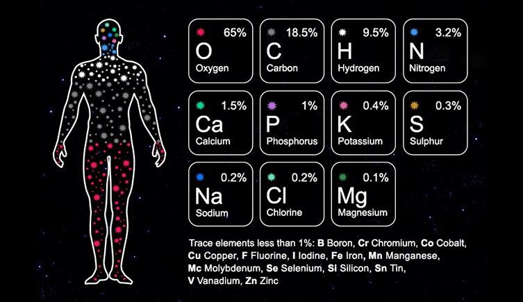 A diagram showing the elements in the human body broken down by percent, including Oxygen, Carbon, Hydrogen, Nitrogen and Calcium.