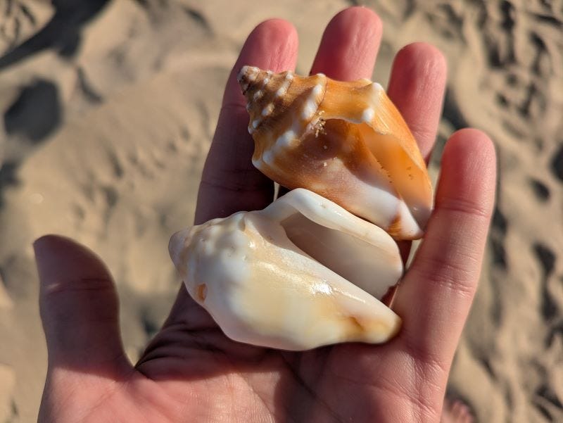 a young conch compared to an older one