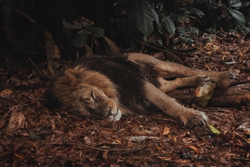 Free Lion Sleeping on Leaves Stock Photo