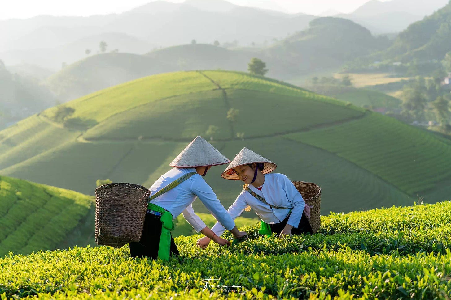 Vietnamese Tea Culture, Tea Products, Tea Tours & Festivals in Vietnam...