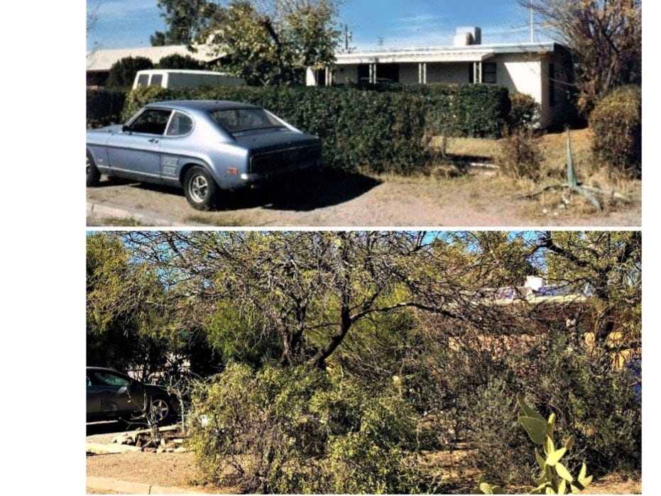 Kay's front yard in 1981 and 2016