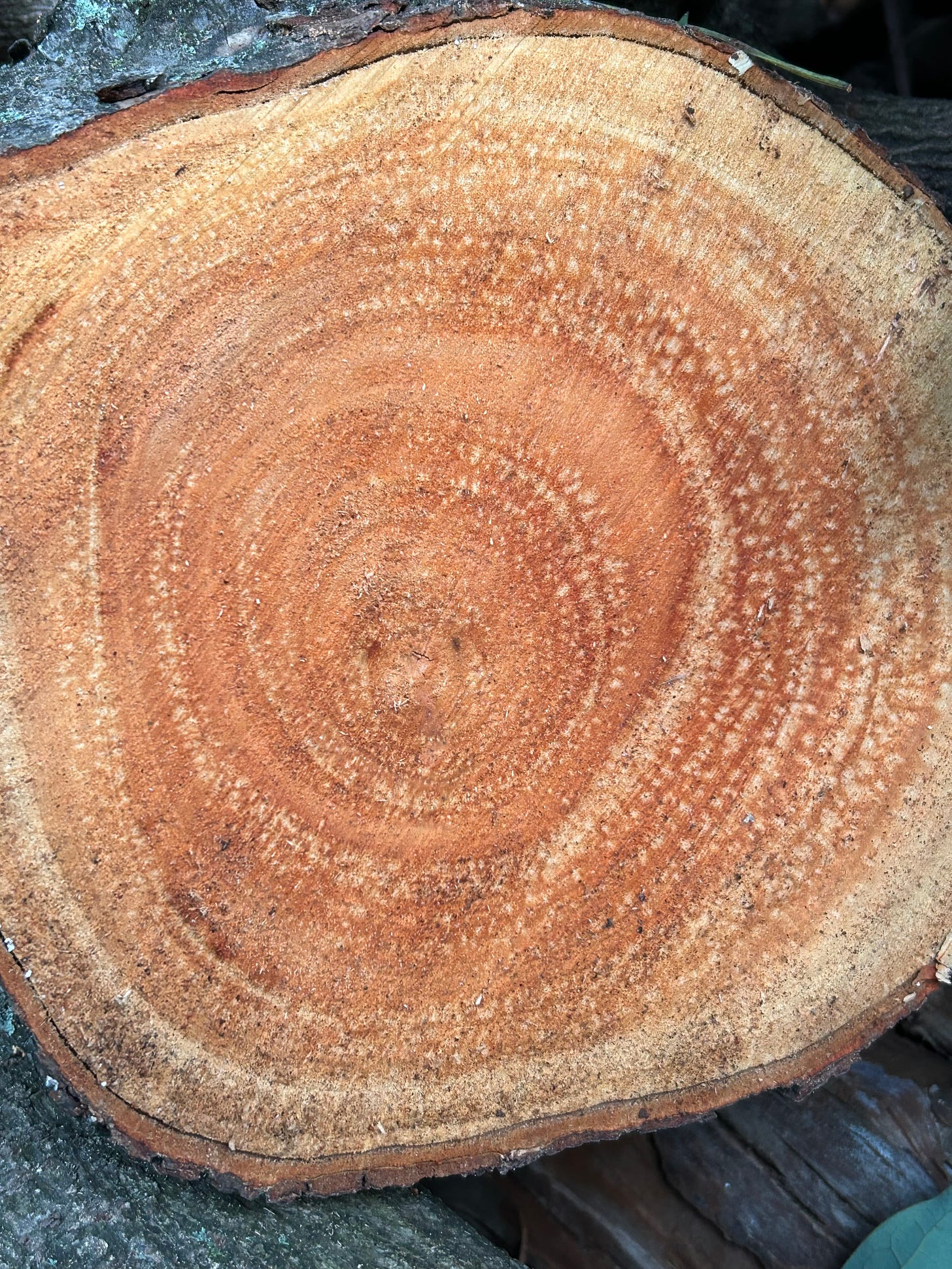 cross-section of a cut log