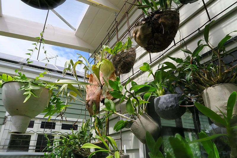 Side of a house with hanging ferns and plants.