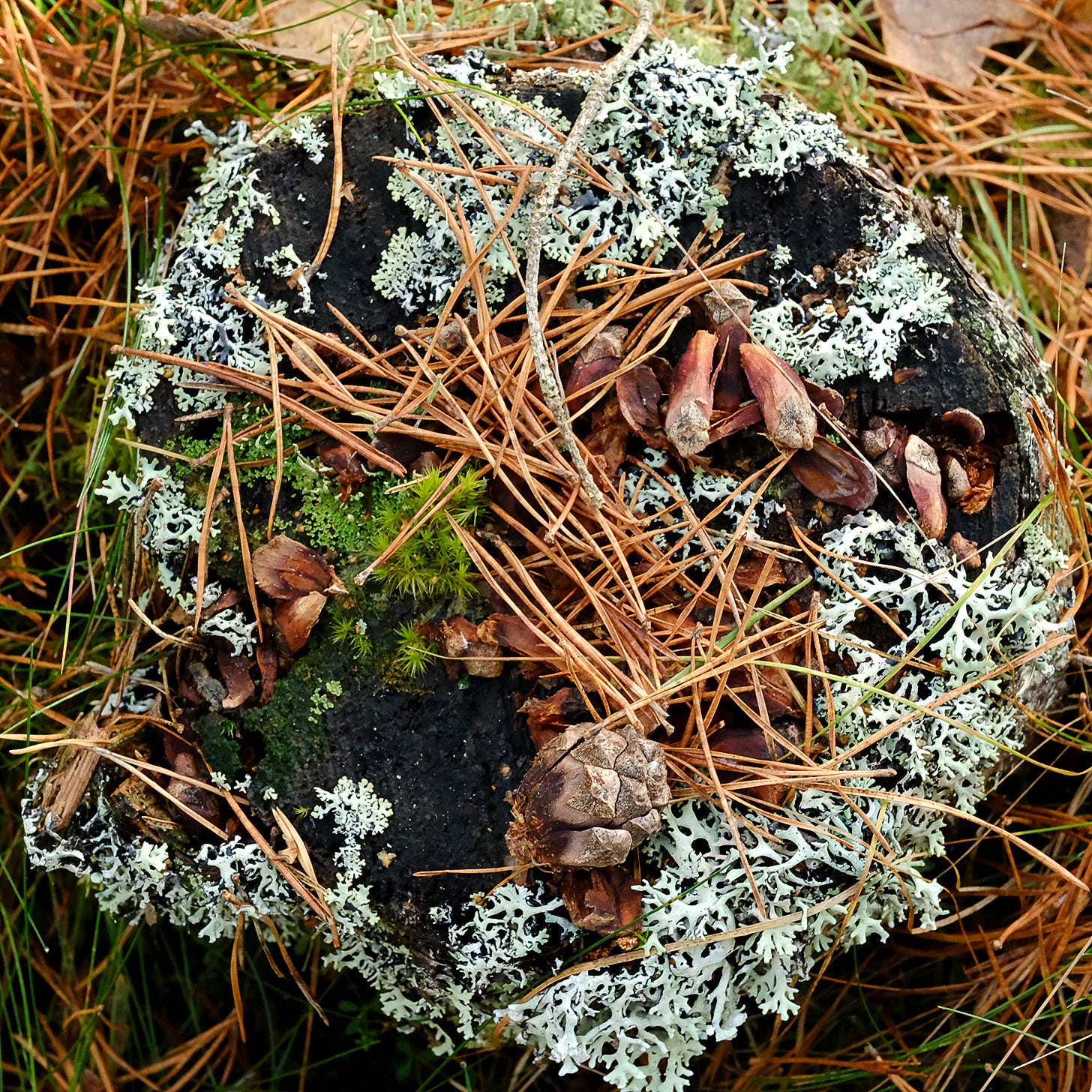 A feast of pine cones, moss, lichen and needles arranged on a dark Scots pine stump