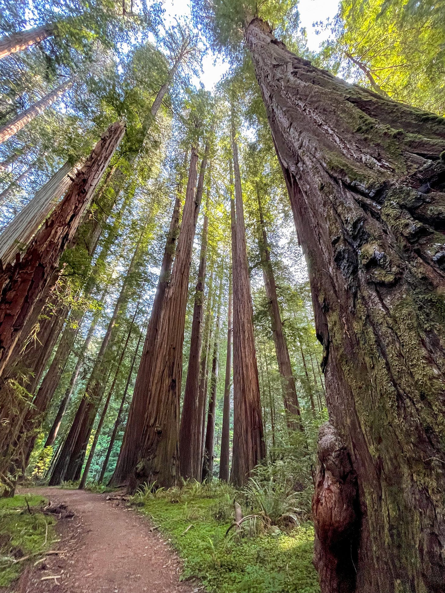 On a trail in Humboldt State Park