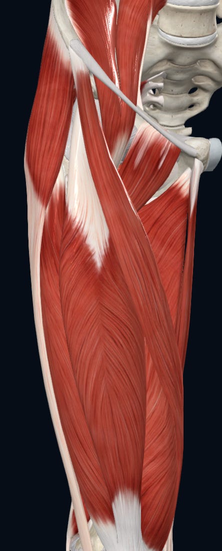 Anterior view of Adductor Magnus