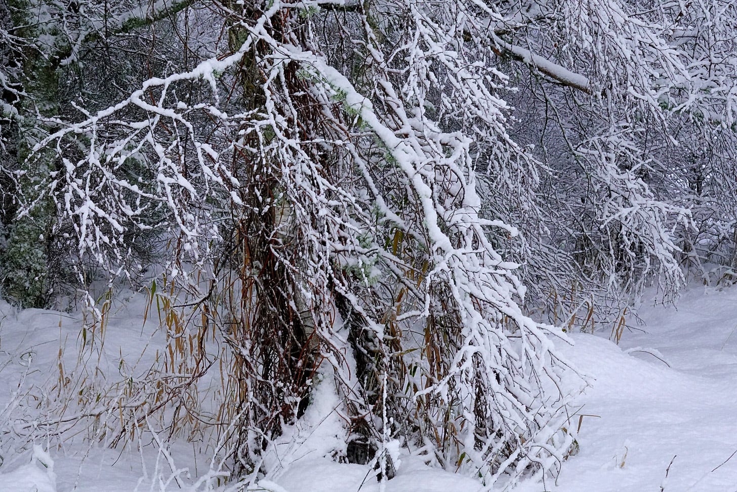 Snow covered branches of birch (Betula pendula) with invasive Boston ivy 