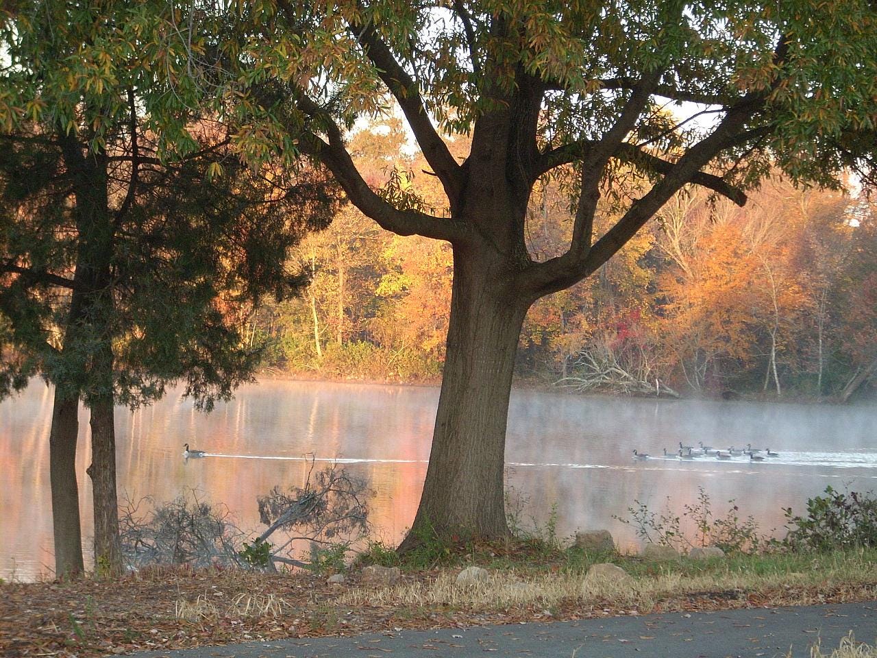 Photo of a flock of geese in a pond surrounded by trees with yellow and orange fall leaves in the background, with a lone goose way out in front of the flock