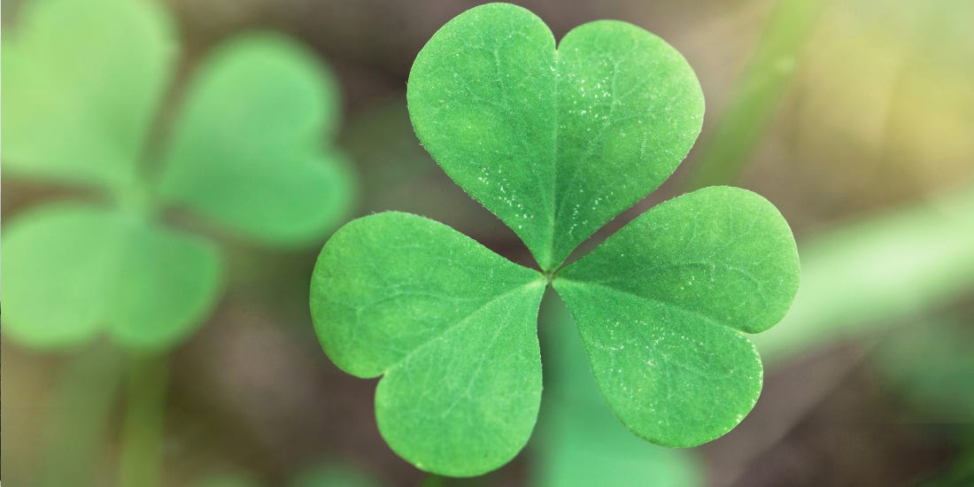 The Meaning of the Irish Shamrock (Clover) | The Sweater Shop