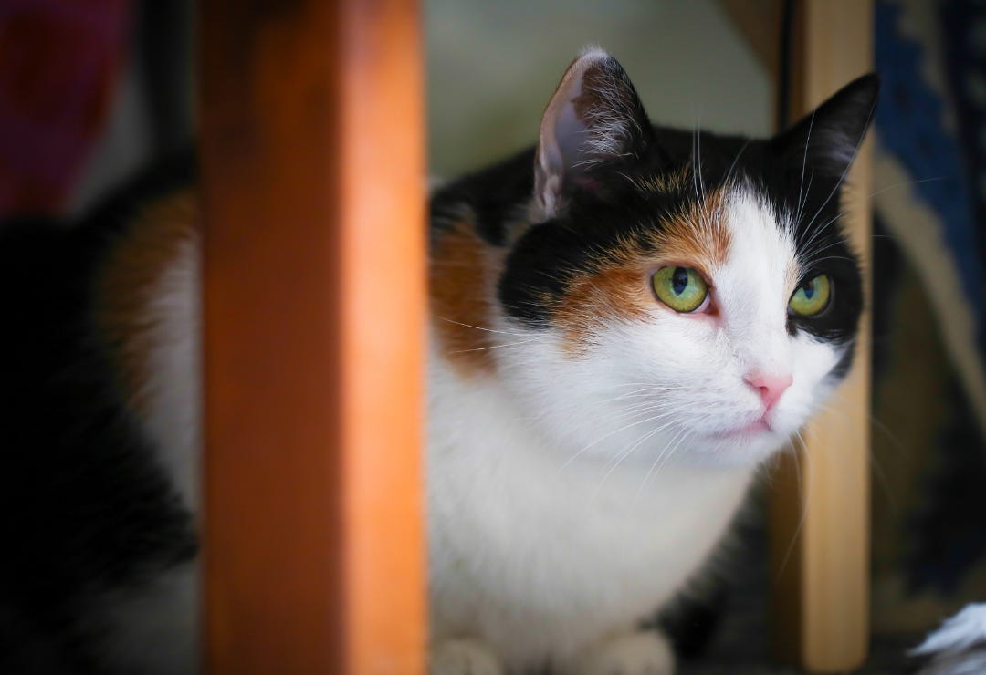 Cat in a crouched position gazing at something suspiciously