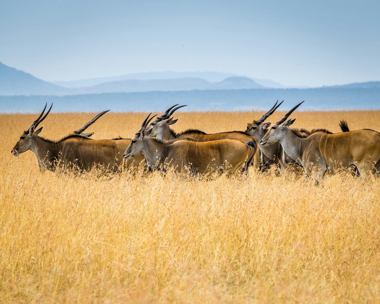 A group of eland A group of eland