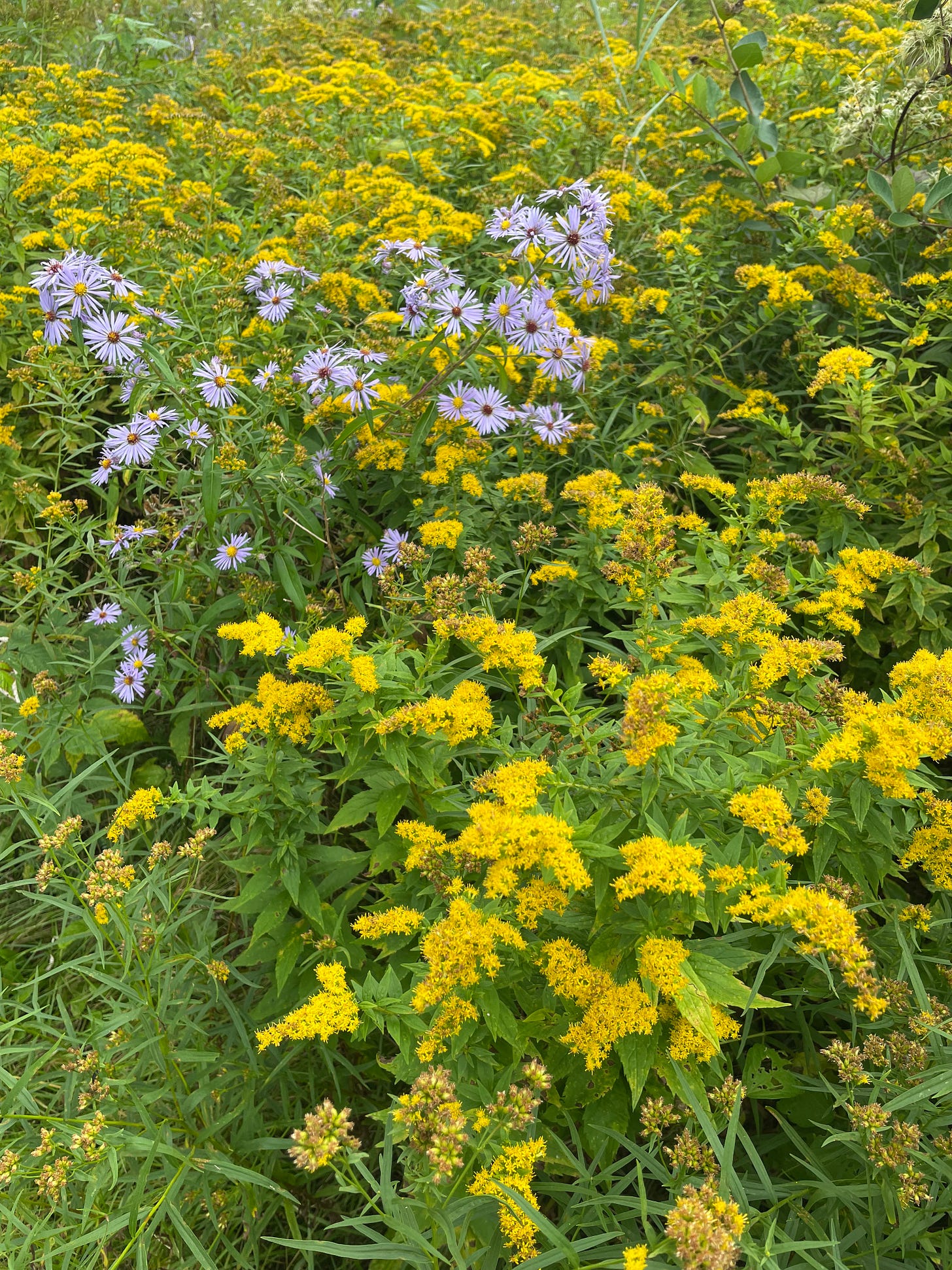 aster and goldenrod flowers