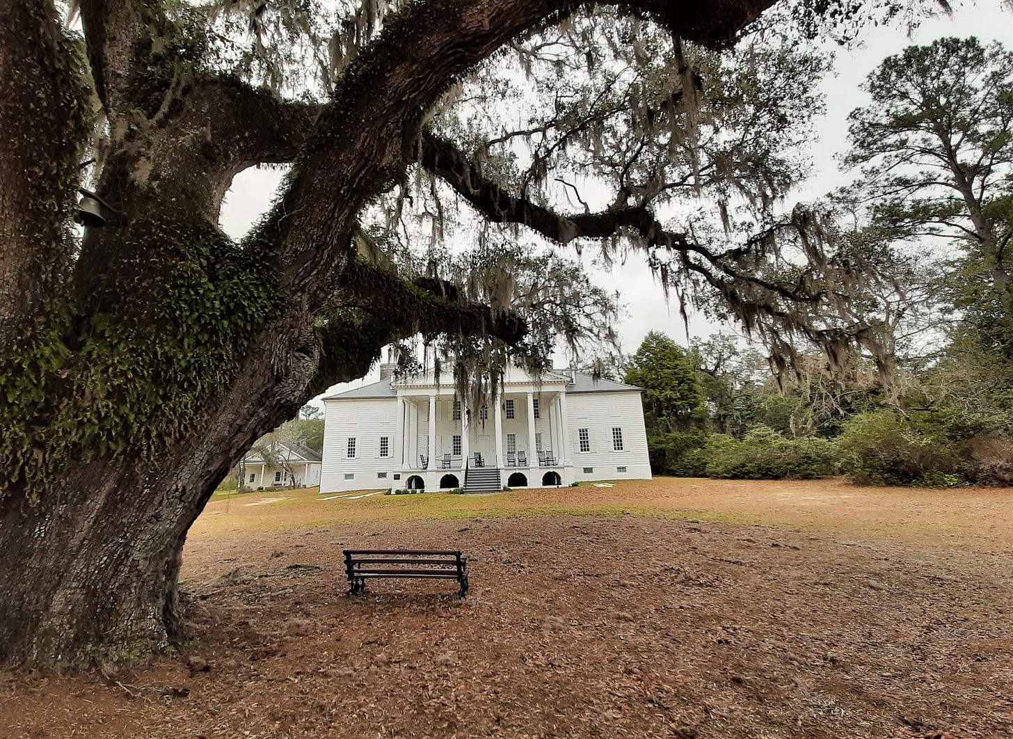 The Washington Oak still stands at Hampton Plantation.