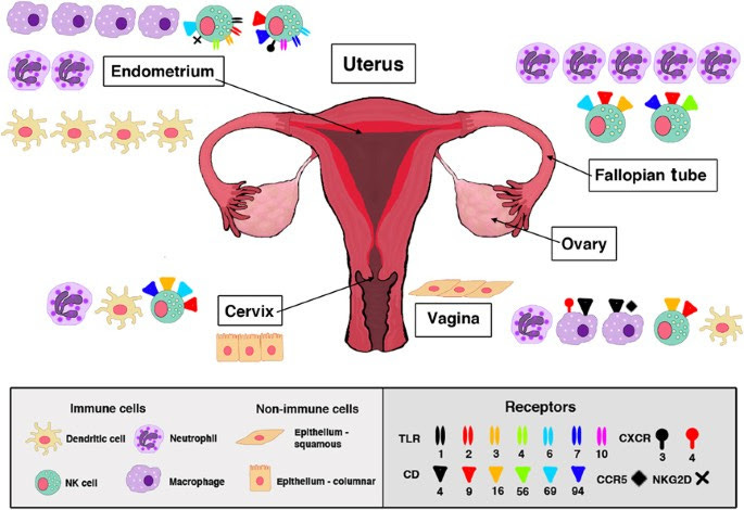 Ovarian steroid hormones: effects on immune responses and Chlamydia  trachomatis infections of the female genital tract | Mucosal Immunology