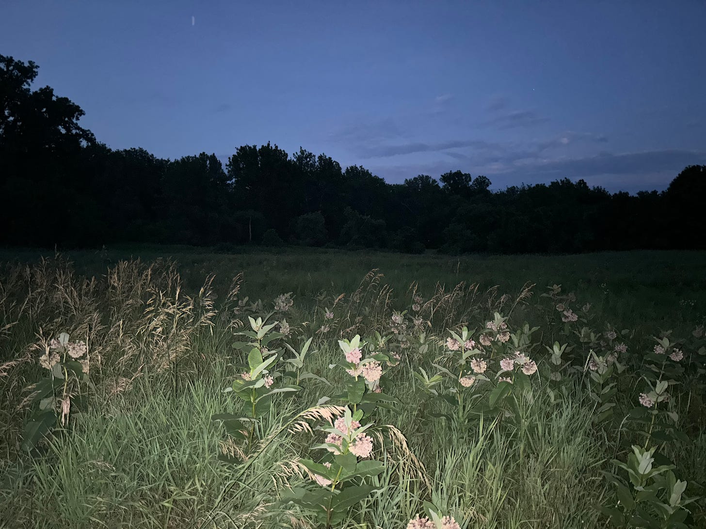 Flash image of a meadow with blooming milkweed; behind are silhouetted trees and a dark blue evening sky