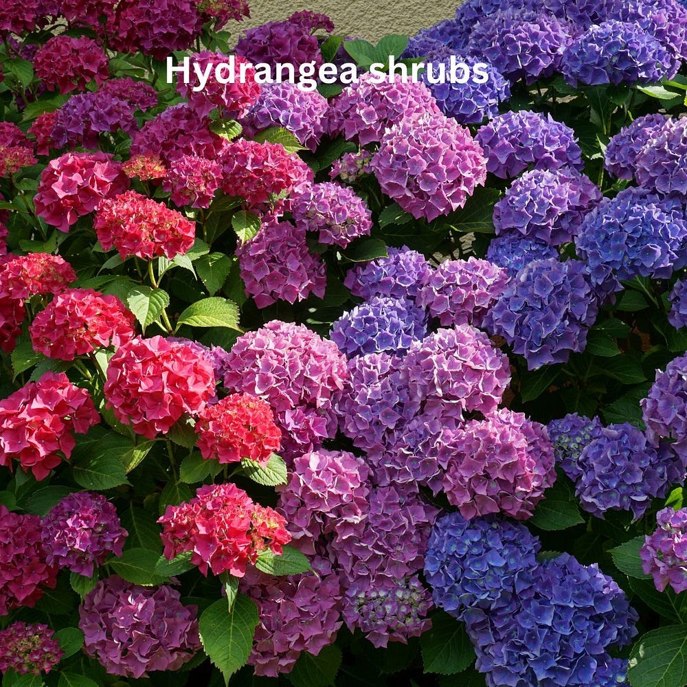 hydrangea shrubs