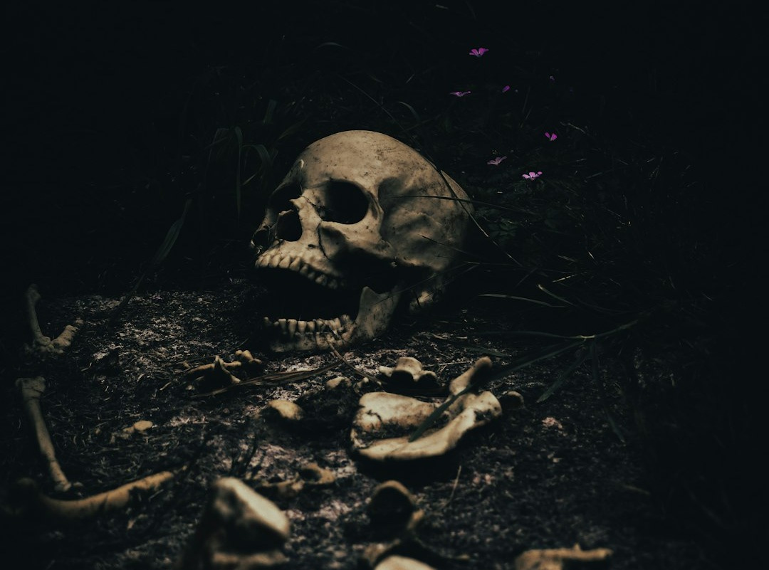 a human skull is shown in the dark a human skull is shown in the dark