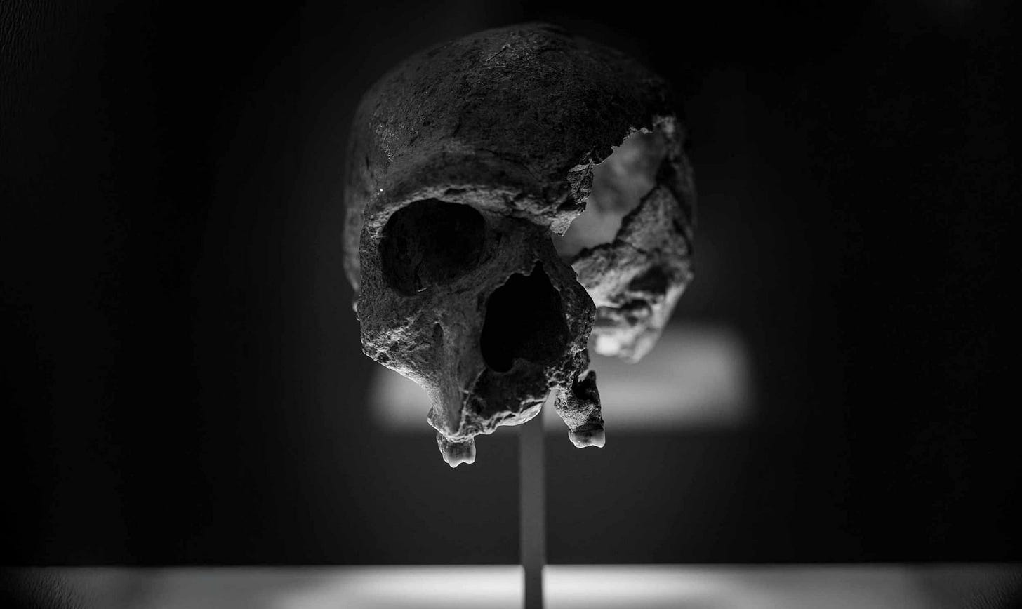 Steinheim skull in grayscale image in a museum exhibit