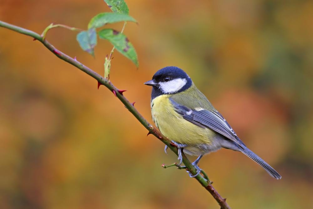 British Study Finds that Birds may be Evolving to Eat from Feeders