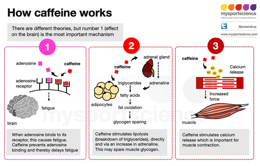 How does caffeine work?