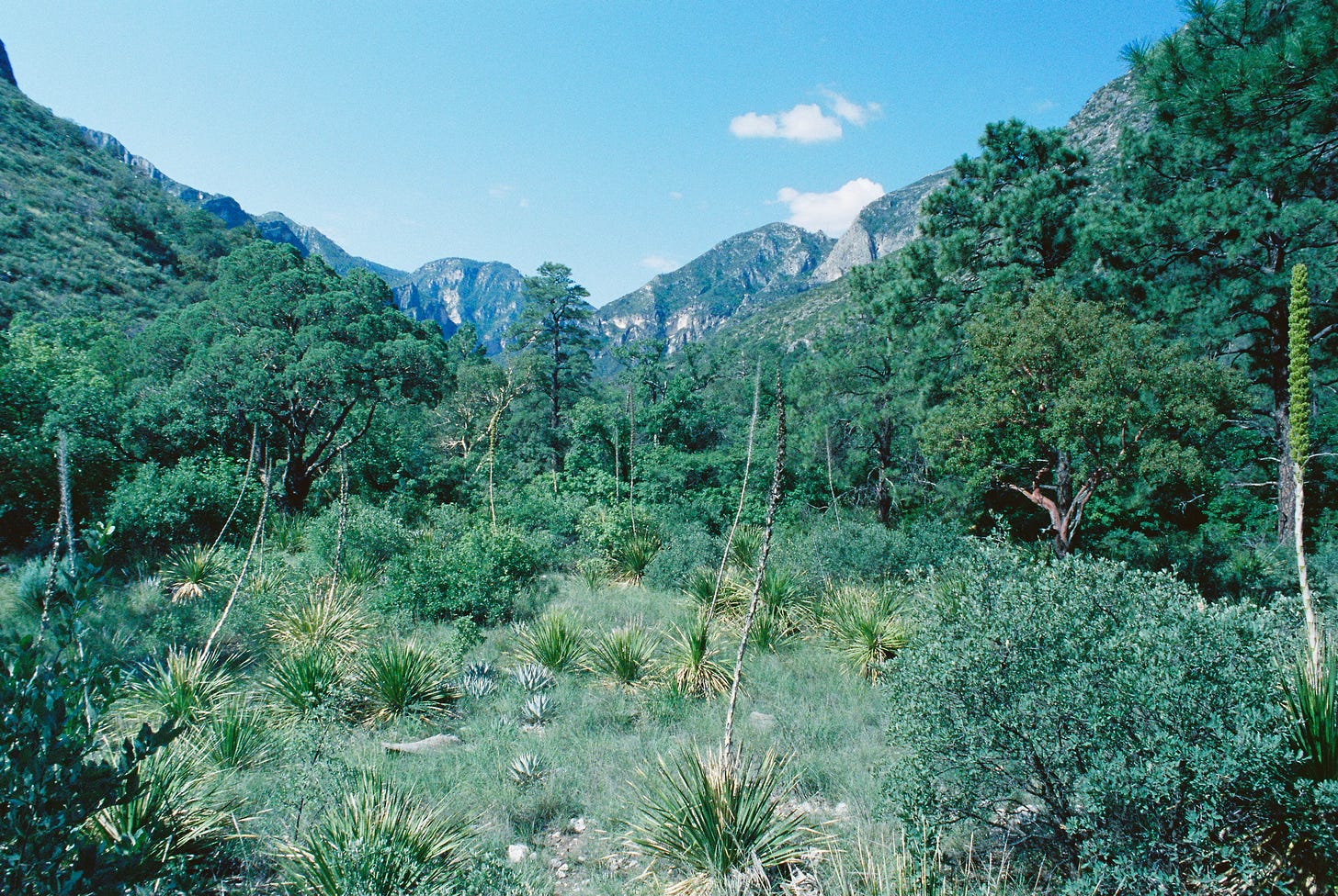 Green valley of McKittrick Canyon