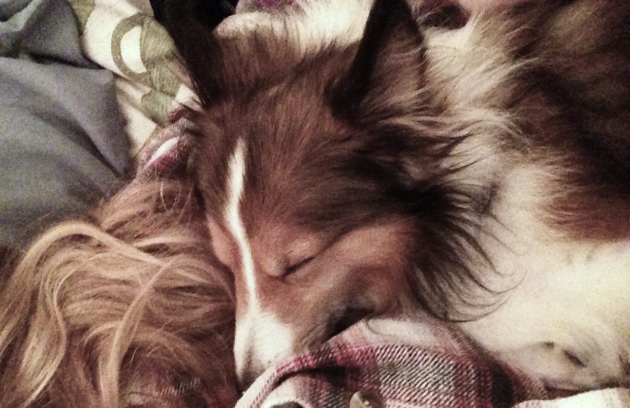 Red and white sheltie sleeping