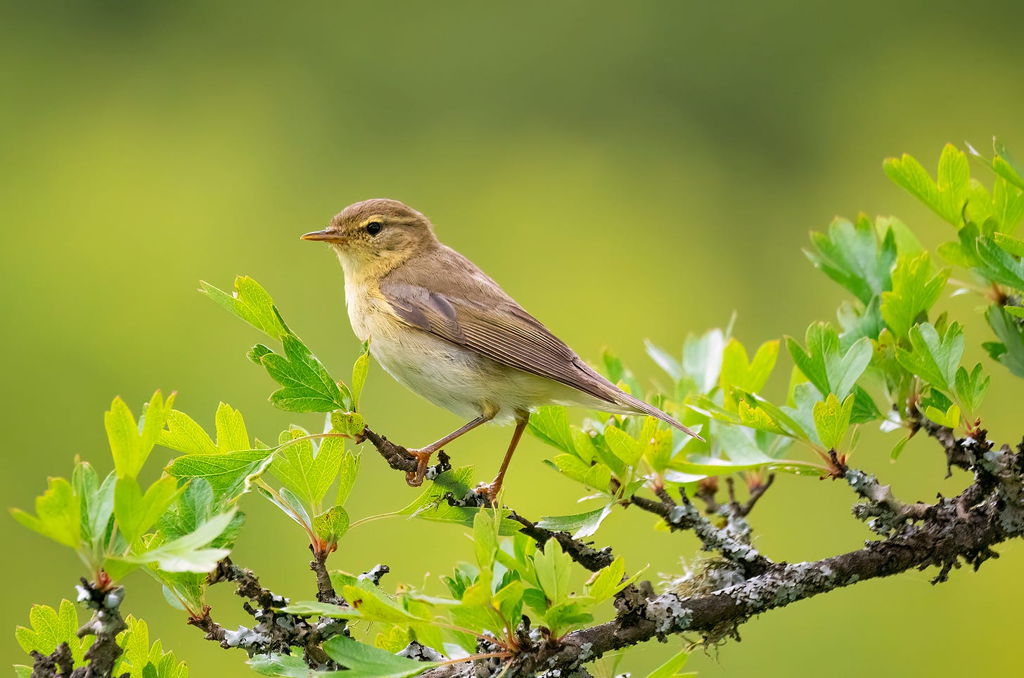 Photo of a willow warbler perched on a branch