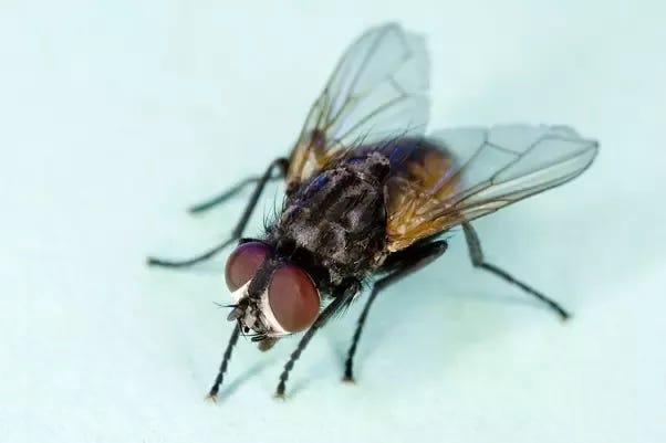 Why do flies fly into water to kill themselves? - Quora
