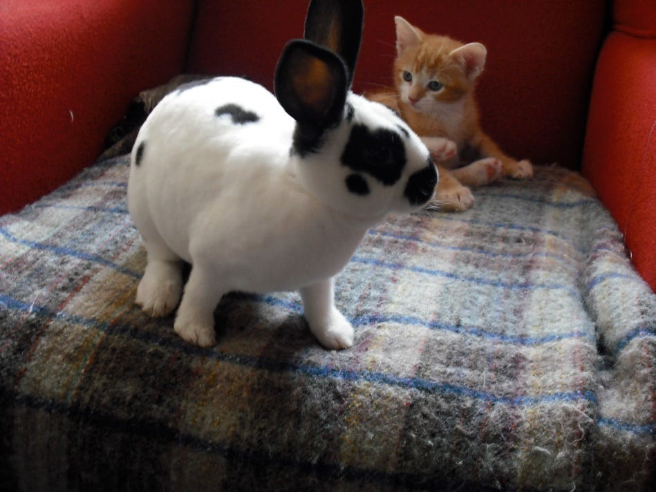 bunny and Kitten 