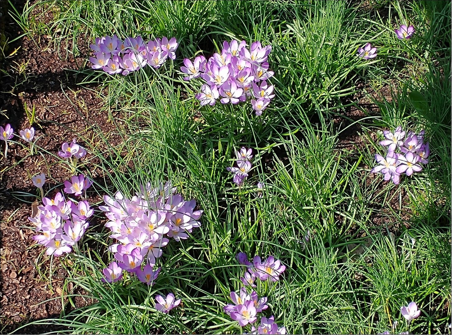 Spring is a time for renewal, early blooming crocus.