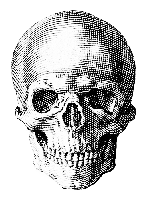 A black and white engraving of a skull facing forwards