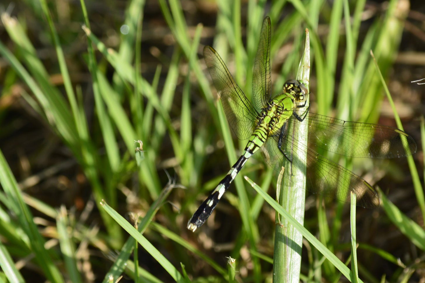 A green and black dragonfly grasping a single leaf of grass against a background of grass
