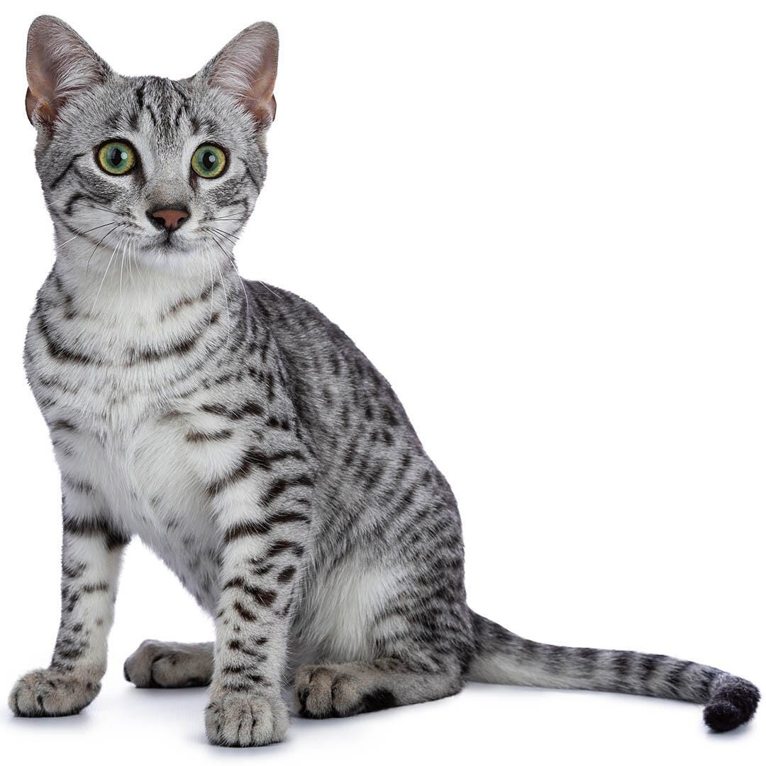 Egyptian Mau Cat Breed Information | Purina