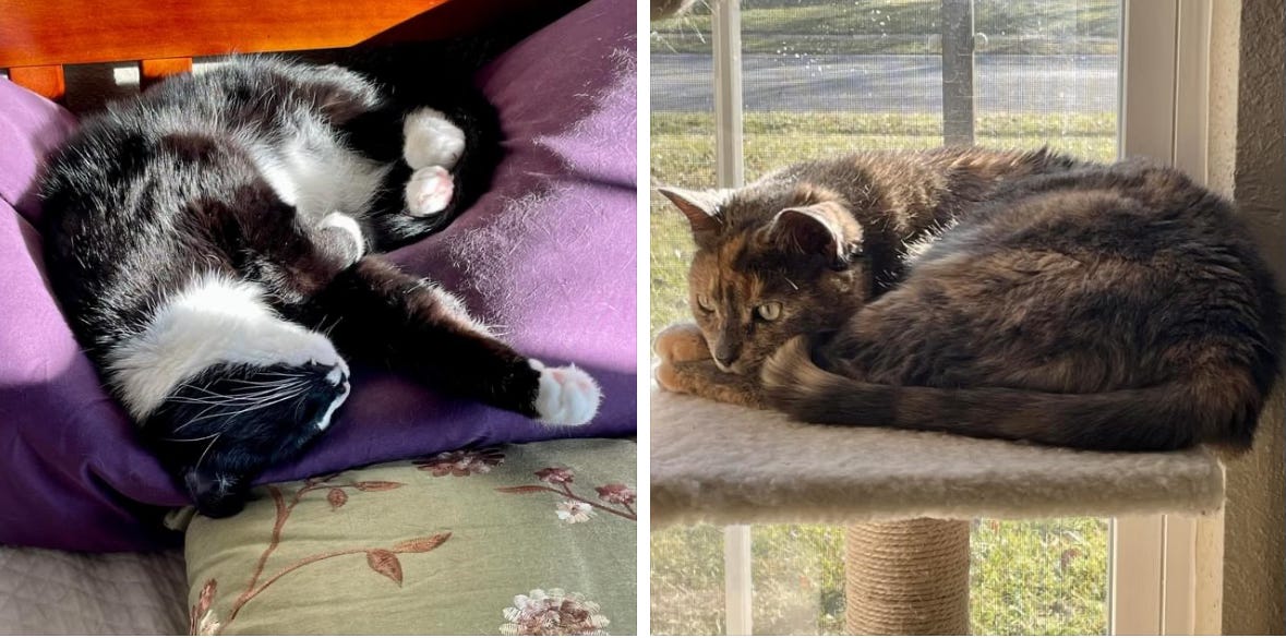 Left: A tuxedo cat is asleep on a purple pillow. He is upside down and croissant-shaped, with his belly exposed to a sunbeam. Right: A dilute tortoiseshell cat is curled up on a beige cat tree beside a window. She is staring at something off camera with apparent alarm and befuddlement. You’ll have to take my word for it, but what she’s looking at is the way her weird brother sleeps.